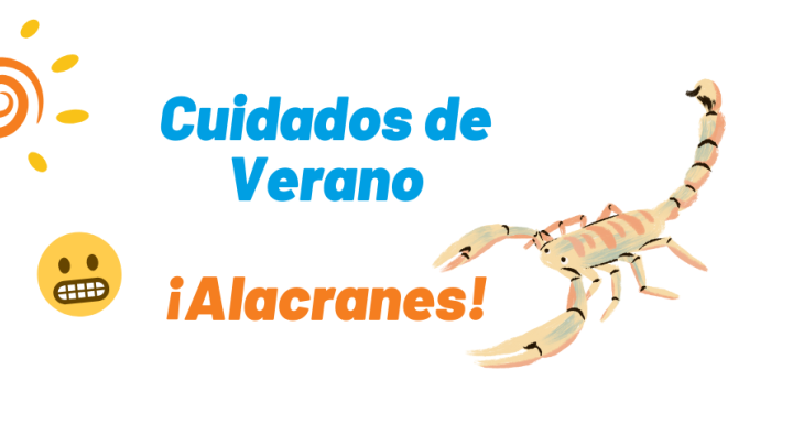 Alacranes: ¿qué hacer? ¿cómo cuidar a los niños?